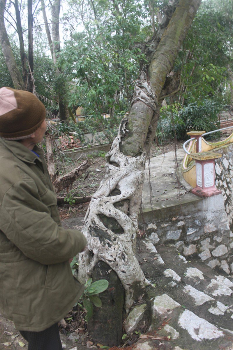 Cây sanh ôm cây cọ cạnh mũi rồng bên phải. 