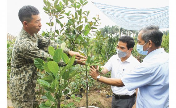 Chỉ có vỏn vẹn 3 sào đất xen kẹt, ông nông dân Thái Bình trồng cây gì mà thu 300-500 triệu tiền lãi/năm? - Ảnh 1. Chỉ có vỏn vẹn 3 sào đất xen kẹt, ông nông dân Thái Bình trồng cây gì mà thu 300-500 triệu tiền lãi/năm? - Ảnh 1.