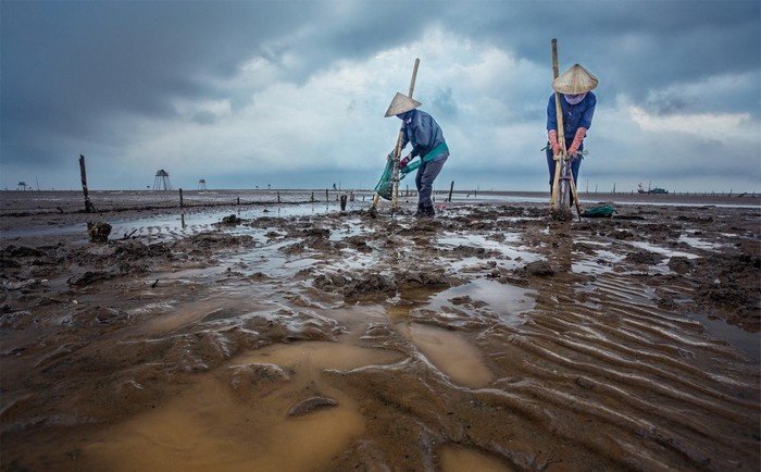 Cào nghêu ở biển Đồng Châu Cào nghêu ở biển Đồng Châu
