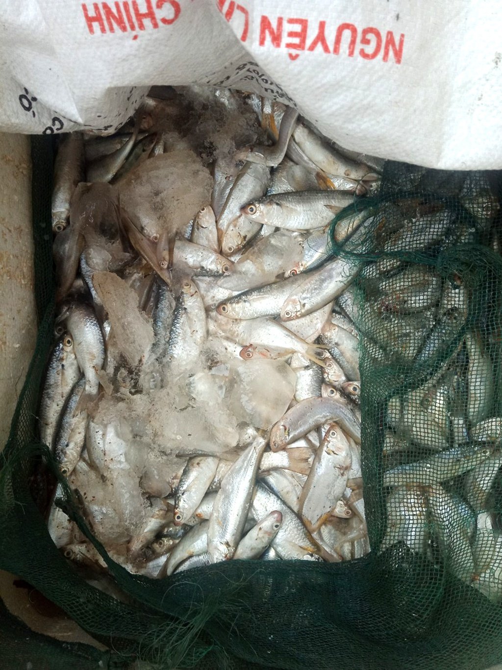 Người nuôi thủy sản Thái Bình 'bí' cả đầu vào lẫn đầu ra - ảnh 2