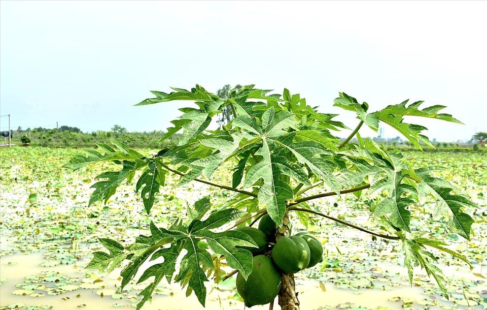 Chỉ sau 3 năm thực hiện (từ năm 2019), vùng đất này đã thực sự thay da đổi thịt, phủ trên mặt nước rực rỡ đủ sắc màu các loại hoa sen, hoa súng... trên bờ là hoa đỗ quyên, bạch trà, hồng trà, đu đủ, hồng xiêm...