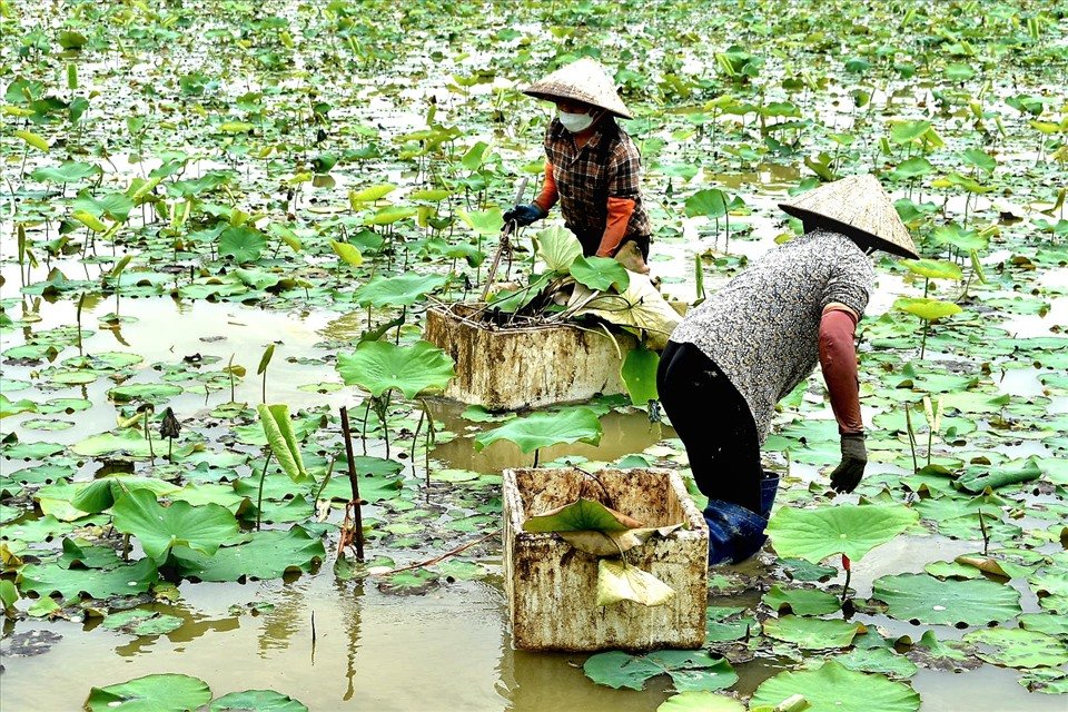 Tại mỗi ô trồng sen lại được chọn lọc trồng 1 giống sen khác nhau, bao gồm 3 giống sen lấy hoa cắm, 3 giống lấy hoa ướp trà, 2 giống sen lấy hạt, 2 giống lấy ngó, 2 giống lấy củ và 2 giống làm cảnh.