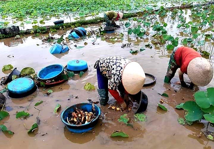 Mỗi chủng loại giống đều có những đặc điểm nổi trội với nhiều màu sắc và hương vị khác nhau nhưng đều hội tụ đủ yếu tố đó là đẹp về màu sắc, thơm về hương vị và bền về thời gian.
