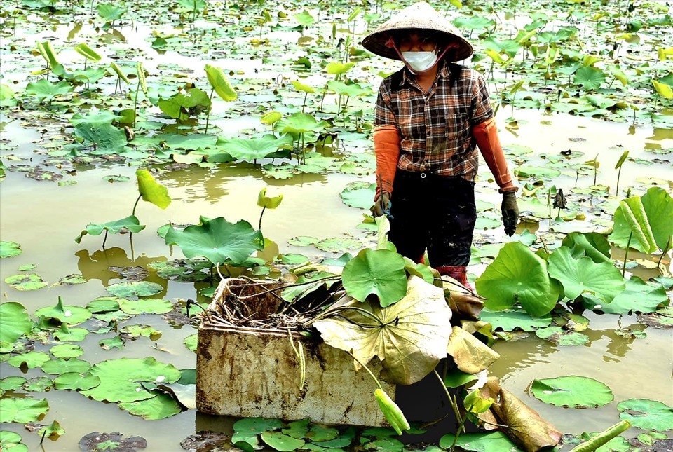 Để sen đạt được chất lượng, hiệu quả cao nhất, ngay từ ngày bắt tay vào trồng, cán bộ kỹ thuật của HTX hoa sen Vân Đài đã phải nghiên cứu và cải tạo chất đất cho phù hợp, chọn các giống sen mới, nhập khẩu, áp dụng việc trồng sen đảm bảo đúng kỹ thuật, mật độ trồng.
