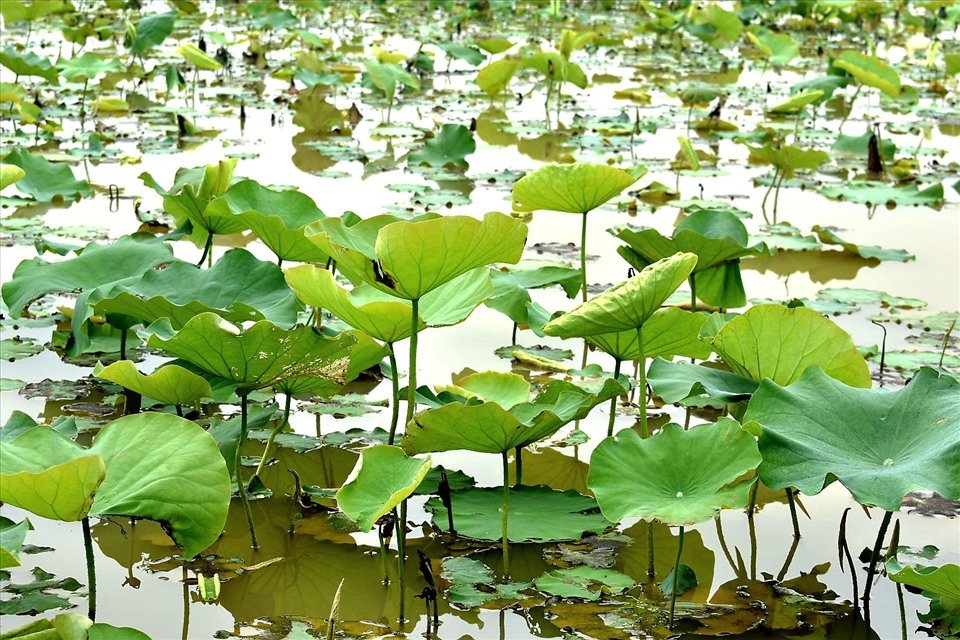 Trước đây, khu vực cánh đồng cửa miếu thôn Vân Đài (xã Chí Hòa) vốn là 1 vùng đất thấp, chua trũng, cấy lúa kém hiệu quả. Khi có Nghị quyết số 09 của Ban Thường vụ Tỉnh ủy Thái Bình về tập trung lãnh đạo, chỉ đạo chuyển đổi cơ cấu cây trồng trên đất lúa kém hiệu quả giai đoạn 2020- 2025, Hợp tác xã (HTX) hoa sen Vân Đài ra đời và đã bắt tay vào việc quy hoạch, cải tạo.