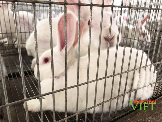 Thái Bình: Nuôi loài tai dài, lông trắng muốt có nguồn gốc từ Mỹ, nữ nông dân lãi 500 triệu đồng/năm - Ảnh 2. Thái Bình: Nuôi loài tai dài, lông trắng muốt có nguồn gốc từ Mỹ, nữ nông dân lãi 500 triệu đồng/năm - Ảnh 2.