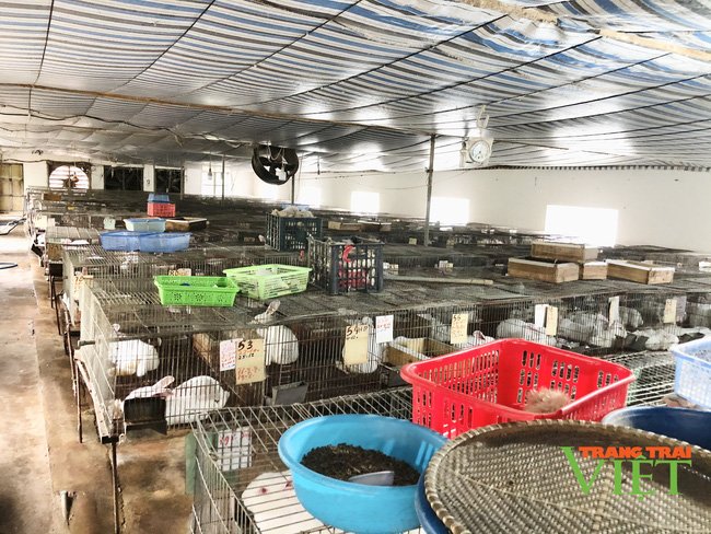 Thái Bình: Nuôi loài tai dài, lông trắng muốt có nguồn gốc từ Mỹ, nữ nông dân lãi 500 triệu đồng/năm - Ảnh 4. Thái Bình: Nuôi loài tai dài, lông trắng muốt có nguồn gốc từ Mỹ, nữ nông dân lãi 500 triệu đồng/năm - Ảnh 4.