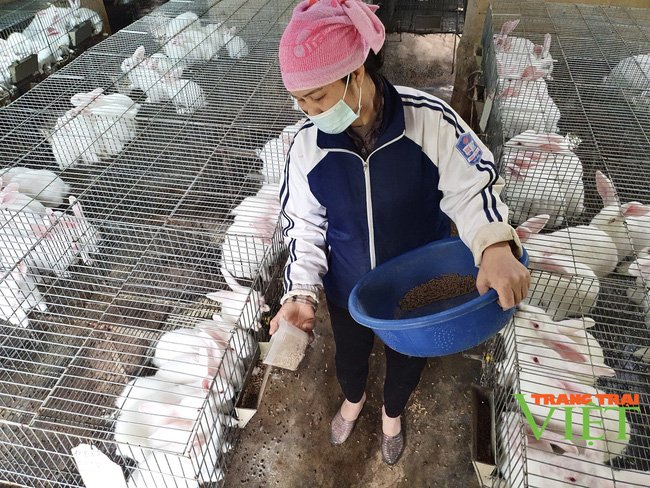 Thái Bình: Nuôi loài tai dài, lông trắng muốt có nguồn gốc từ Mỹ, nữ nông dân lãi 500 triệu đồng/năm - Ảnh 5. Thái Bình: Nuôi loài tai dài, lông trắng muốt có nguồn gốc từ Mỹ, nữ nông dân lãi 500 triệu đồng/năm - Ảnh 5.