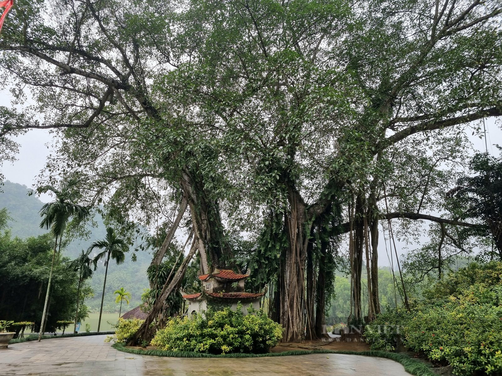 Chuyện lạ cây đa hơn 1.000 năm “di chuyển” ở Ninh Bình - Ảnh 2. Chuyện lạ cây đa hơn 1.000 năm “di chuyển” ở Ninh Bình - Ảnh 2.