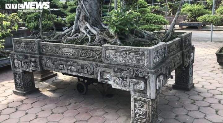 Ảnh: Làng siêu cây cảnh ở Nam Định - 14