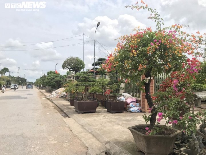 Ảnh: Làng siêu cây cảnh ở Nam Định - 3