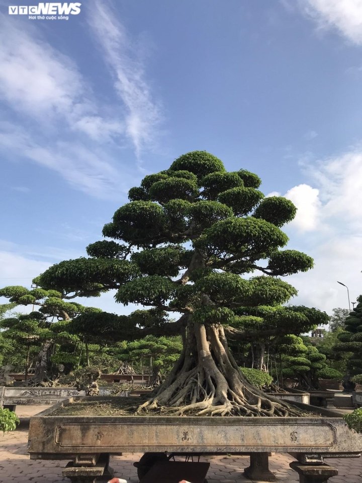 Ảnh: Làng siêu cây cảnh ở Nam Định - 4