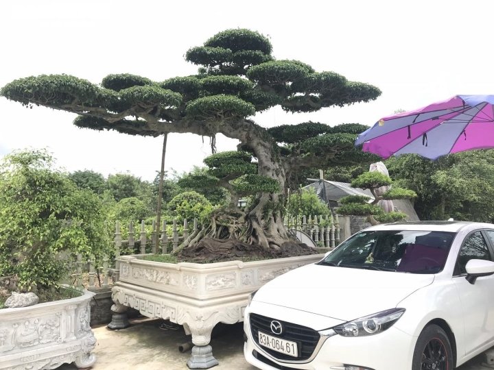 Ảnh: Làng siêu cây cảnh ở Nam Định - 5