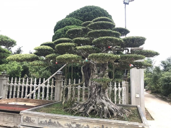 Ảnh: Làng siêu cây cảnh ở Nam Định - 7