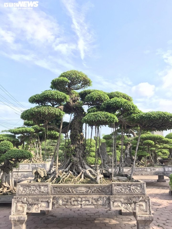 Ảnh: Làng siêu cây cảnh ở Nam Định - 9