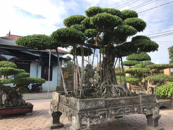 Ảnh: Làng siêu cây cảnh ở Nam Định - 10