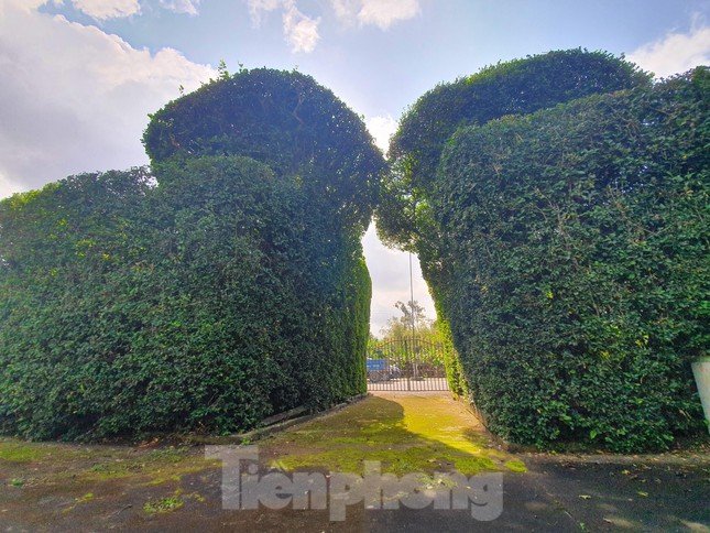 Độc đáo ngôi đình bao quanh bằng ruối cổ, thờ nữ tình báo đầu tiên của chính sử Việt Nam ảnh 4