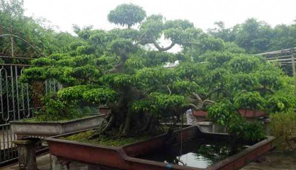 Làng vườn Bách Thuận