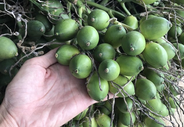  Nam Định: Trồng loại cây mỗi năm ăn vài nắm muối, trả vài phân vàng - Ảnh 1.