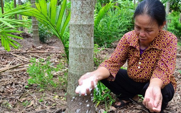 Nam Định: Trồng loại cây mỗi năm "ăn" vài nắm muối, trả vài phân vàng