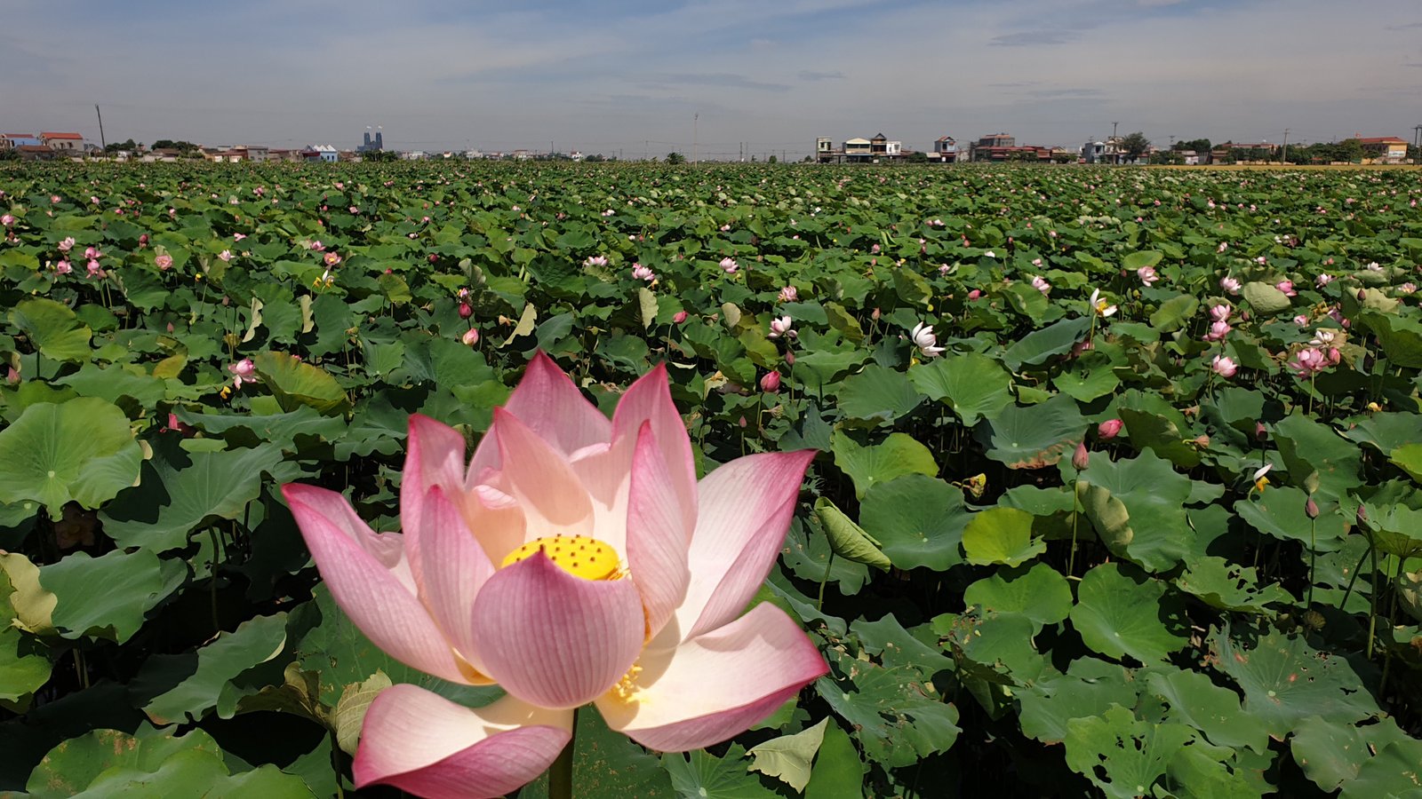 Nam Định: Bỏ lúa chuyển sang trồng sen, U50 thoát nghèo thành công - Ảnh 3.