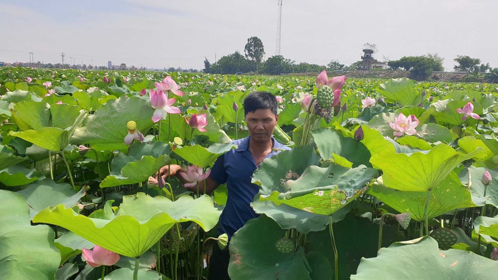 Nam Định: Bỏ lúa chuyển sang trồng sen, U50 thoát nghèo thành công - Ảnh 4.