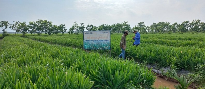 Trồng thứ cây gì mà tốt um, lá vươn tua tủa, nông dân vùng này ở Thái Bình thu tiền tỷ? - Ảnh 2. Trồng thứ cây gì mà tốt um, lá vươn tua tủa, nông dân vùng này ở Thái Bình thu tiền tỷ? - Ảnh 2.