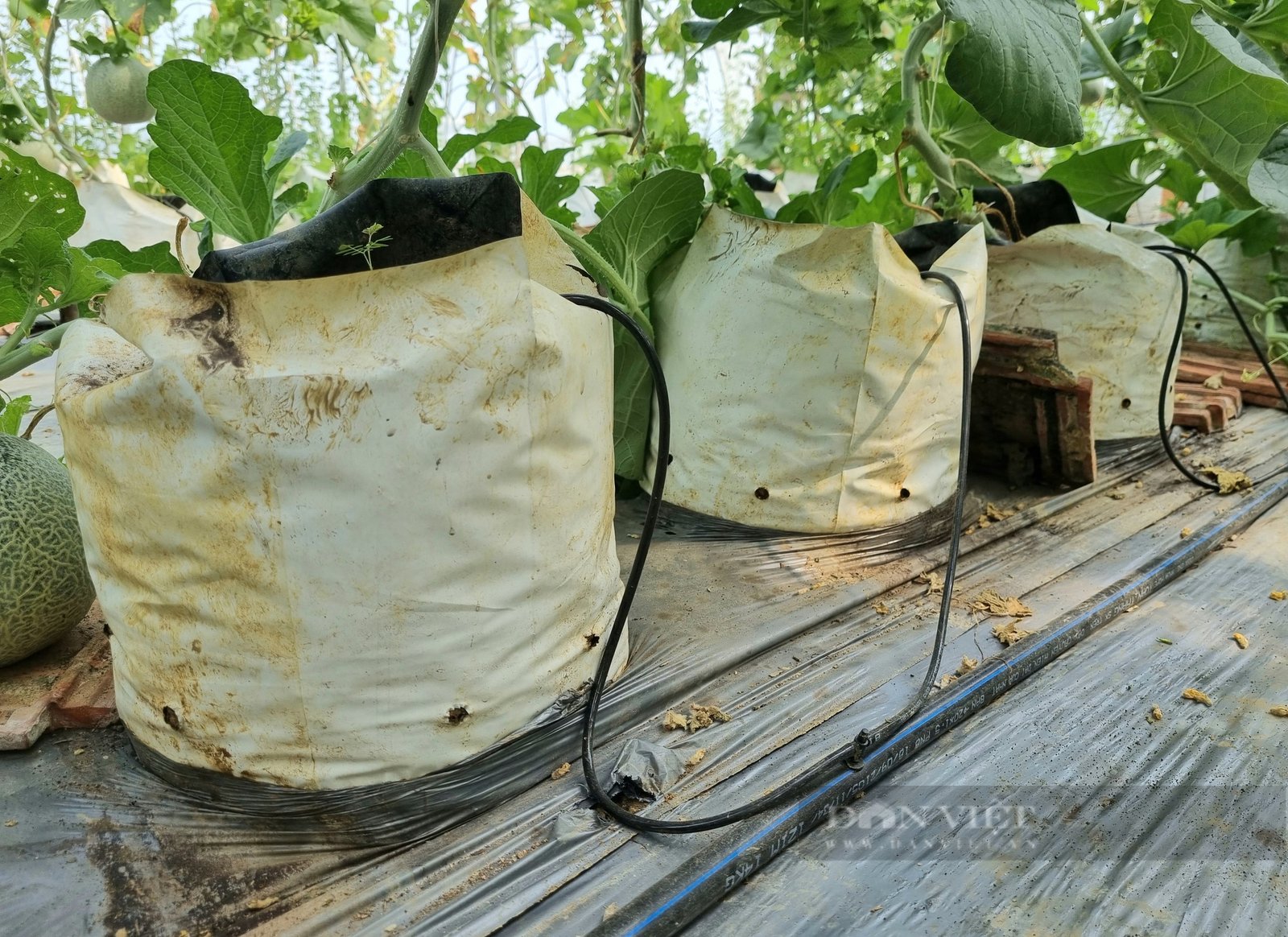 Ninh Bình: Trồng dưa lưới công nghệ cao thu nhập nhập gần 400 triệu đồng/năm - Ảnh 3. Ninh Bình: Trồng dưa lưới công nghệ cao thu nhập nhập gần 400 triệu đồng/năm - Ảnh 3.