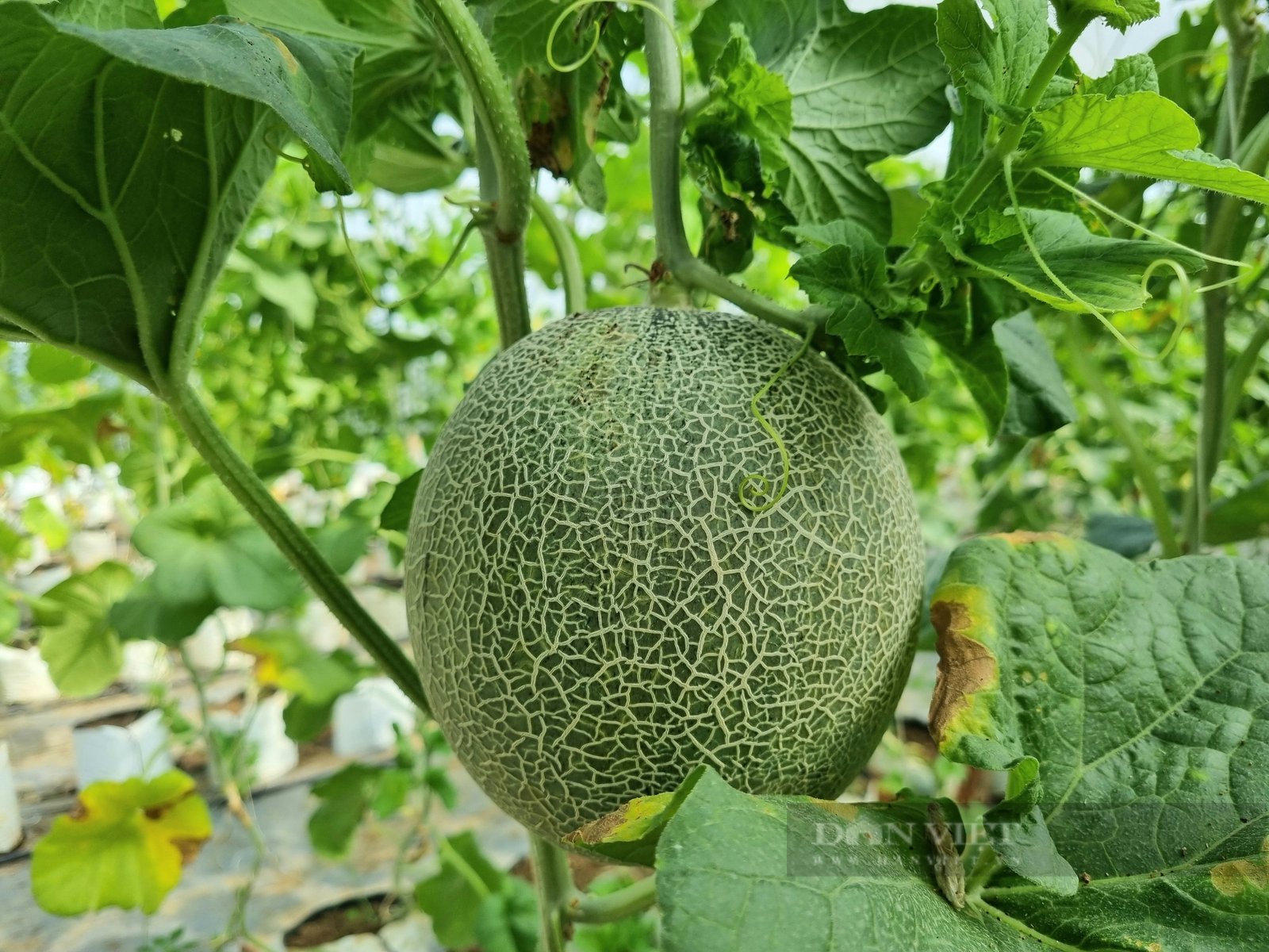 Ninh Bình: Trồng dưa lưới công nghệ cao thu nhập nhập gần 400 triệu đồng/năm - Ảnh 6. Ninh Bình: Trồng dưa lưới công nghệ cao thu nhập nhập gần 400 triệu đồng/năm - Ảnh 6.