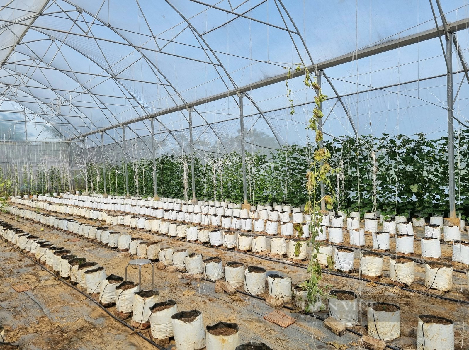 Ninh Bình: Trồng dưa lưới công nghệ cao thu nhập nhập gần 400 triệu đồng/năm - Ảnh 7. Ninh Bình: Trồng dưa lưới công nghệ cao thu nhập nhập gần 400 triệu đồng/năm - Ảnh 7.