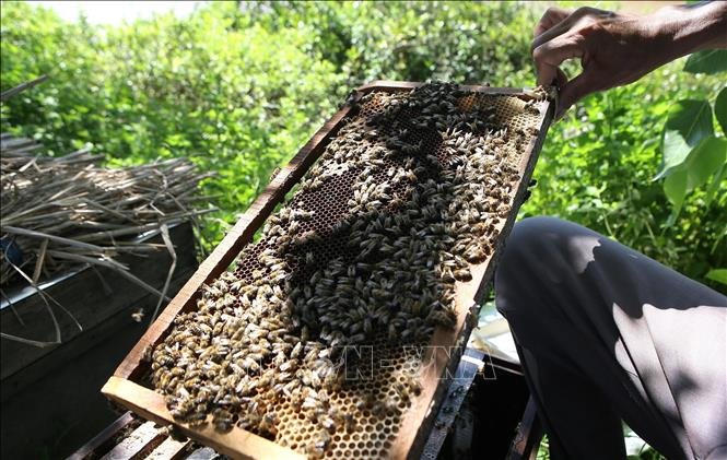 Lạ đời Nam Định: Đem ong ra ven biển rừng ngập mặn nuôi để tạo ra thứ mật đã sạch lại thơm, cực bổ dưỡng - Ảnh 3. Lạ đời Nam Định: Đem ong ra ven biển rừng ngập mặn nuôi để tạo ra thứ mật đã sạch lại thơm, cực bổ dưỡng - Ảnh 3.