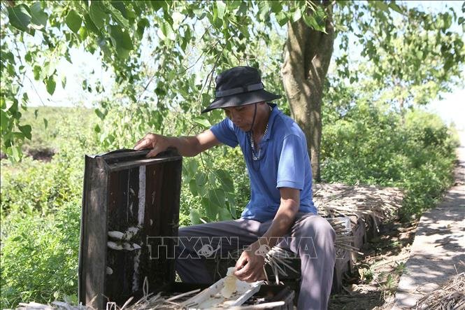 Lạ đời Nam Định: Đem ong ra ven biển rừng ngập mặn nuôi để tạo ra thứ mật đã sạch lại thơm, cực bổ dưỡng - Ảnh 1. Lạ đời Nam Định: Đem ong ra ven biển rừng ngập mặn nuôi để tạo ra thứ mật đã sạch lại thơm, cực bổ dưỡng - Ảnh 1.
