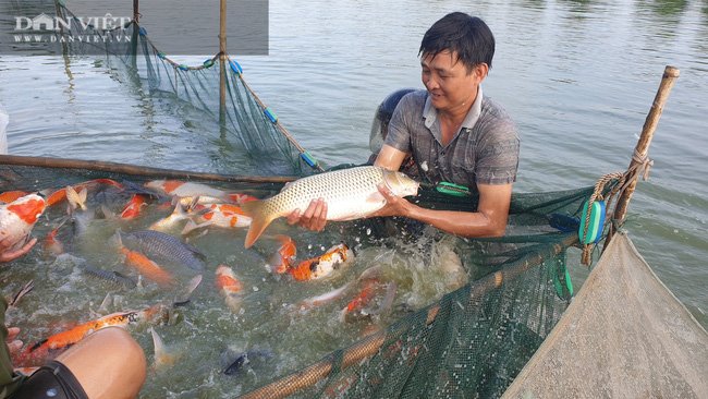 Nam Định: Nuôi đủ các loại cá, “ẵm” hơn nửa tỷ đồng chỉ sau 300 ngày - Ảnh 7.