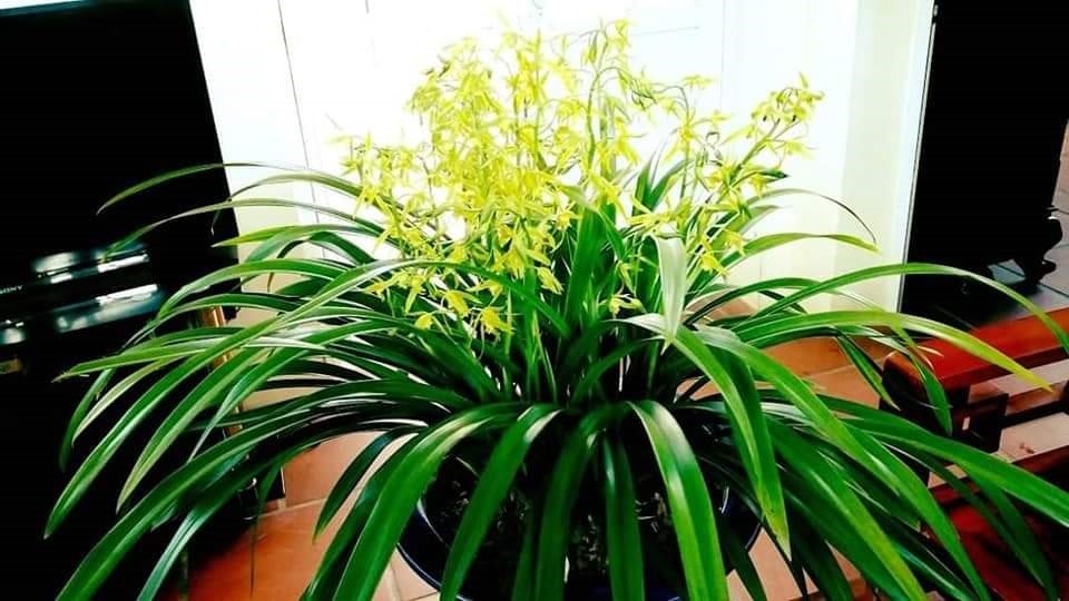 Trên Quốc lộ 10, nằm phía sau Khu di tích lịch sử Đền Trần khoảng 700 mét, hỏi thăm vườn lan của ông Công ai nấy đều biết và chỉ đường tường tận. Được biết, năm 2017, vườn địa lan Hoàng Vũ Thành Công của ông Công được Hội đồng biên soạn Tổ chức Kỷ lục Việt Nam xác lập kỷ lục là “Vườn địa lan Hoàng Vũ tư nhân lớn nhất cả nước“. Ảnh: NVCC