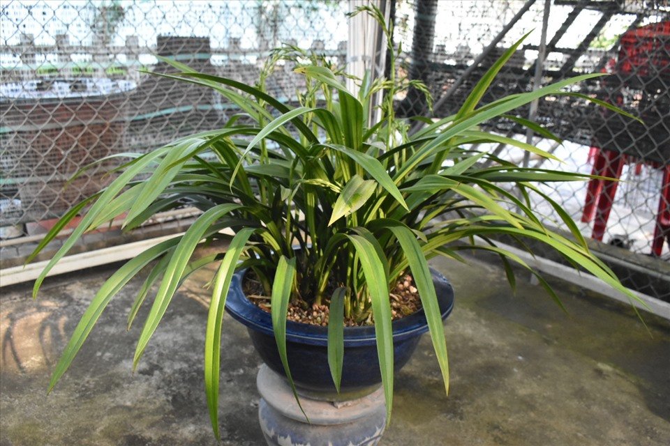 “Một chậu địa lan Hoàng Vũ như thế này có giá 23 triệu đồng, không mặc cả, không trả giá. Vì sao lại đắt như vậy? Vì đây là loài lan quý hiếm, đẹp sắc, đẹp hương, mang nhiều ý nghĩa quây quần, sum vầy ngày Tết...