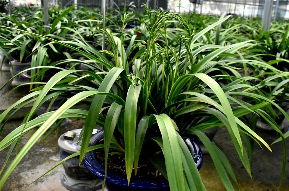 ...Không phải cứ bỏ tiền ra sẽ mua được những chậu Hoàng Vũ ưng ý, đẹp. Hoàng Vũ hầu như không ra chợ, muốn mua hàng chuẩn, đẹp phải đến tận vườn uy tín“, ông Trần Phi Công nói. Theo ông Công, phải vất vả 3 năm mới có thể chăm được một chậu Hoàng Vũ trưởng thành. Có khi trồng 600 - 700 con giống nhưng chỉ khoảng 100 cây sống được. Trong 100 cây thì không phải cây nào cũng ra hoa và bán được. Thế nên địa lan Hoàng Vũ quý hiếm và đắt giá. Ảnh: T.D