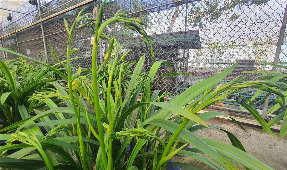 “Bao giờ cho đến tháng Mười/Địa lan vương giả đến với người bình dân...Truyền thống trồng và chơi địa lan của người Nam Định đã được tổ tiên lưu truyền, các đời vua Trần tiếp nối và cháu con gìn giữ phát triển cho đến ngày nay. Đặc biệt giống địa lan Hoàng Vũ được nuôi, trồng thật nhiều ở Nam Định“, ông Công cho biết. Ảnh: T.D