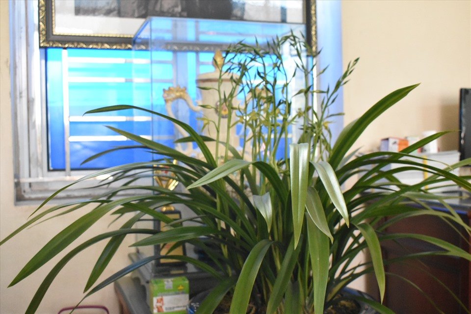 Vẫn theo ông Công, ngày Tết cổ truyền dân tộc, người Nam Định thường đón mời một chậu địa lan Hoàng Vũ vào trong nhà và mời ngồi vị trí trang trọng nhất nơi phòng khách. Lan Hoàng Vũ cùng với gia chủ đón mừng năm mới và chào khách đến chúc xuân, với tâm thế khiêm nhường và trang trọng, sau những lời chúc tụng ý nghĩa nhất rồi cùng nhau thưởng thức hương sắc của mùa xuân. Khi khách chia tay ra về được thấy những “nàng tiên nữ” cúi chào e ấp, lễ phép và gửi theo thứ hương thơm không loài hương nào sánh bằng (Vương giả chi hương) như bịn rịn không muốn rời xa. Địa lan Hoàng Vũ đã làm cho chủ và khách thật phấn chấn, thật lưu luyến và mãn nguyện trong những thời khắc gặp mặt đầu xuân. Ảnh: T.D