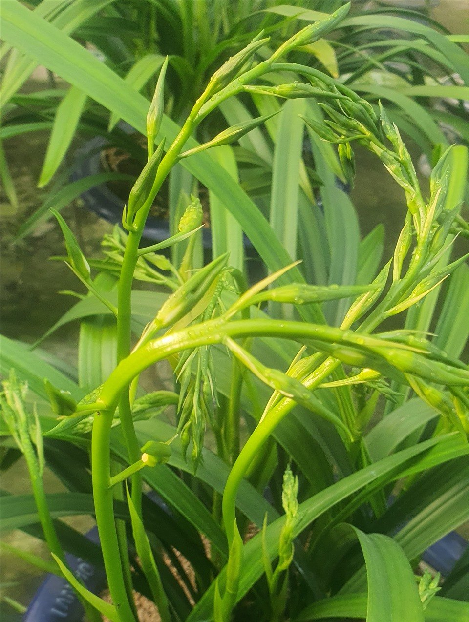 Những ngồng địa lan Hoàng Vũ chuẩn bị vươn mình nở vàng kiêu sa đón Tết. Ảnh: T.D