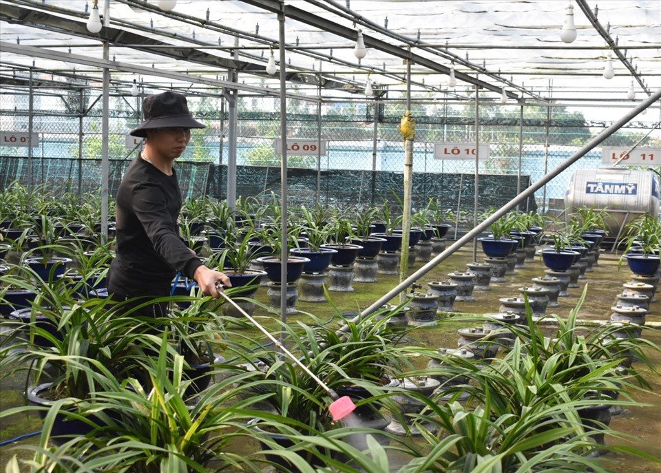 Sau vài phút ấn chuông, ông Trần Phi Công ra mở cổng đón chúng tôi, hóa ra vườn địa lan Hoàng Vũ nhà ông năm nay hiện đã hết sạch hàng, chỉ còn lan giống gây cho năm sau. Ảnh: T.D