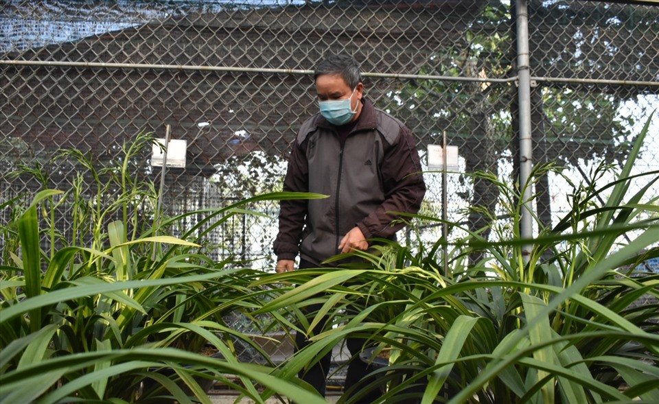 Vì thế, để đỡ làm mất thời gian của khách đến hỏi mua lan, ông Công quyết định đóng cổng, chỉ ai đến chơi, muốn tìm hiểu về địa lan Hoàng Vũ ông mới mời vào vườn chia sẻ, giao lưu. Ảnh: T.D