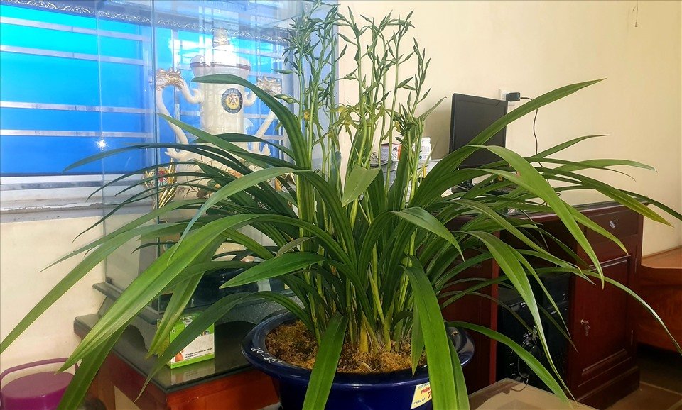 “Năm nay cả vườn nhà tôi chỉ có trên dưới 20 chậu địa lan Hoàng Vũ trưởng thành, ra hoa để chơi Tết, đến giờ này hàng đã bán hết, ở đây chỉ còn mấy chậu khách đã mua, trả tiền nhưng còn gửi lại nhờ chăm sóc, sát Tết họ mới qua lấy về. Ảnh: T.D