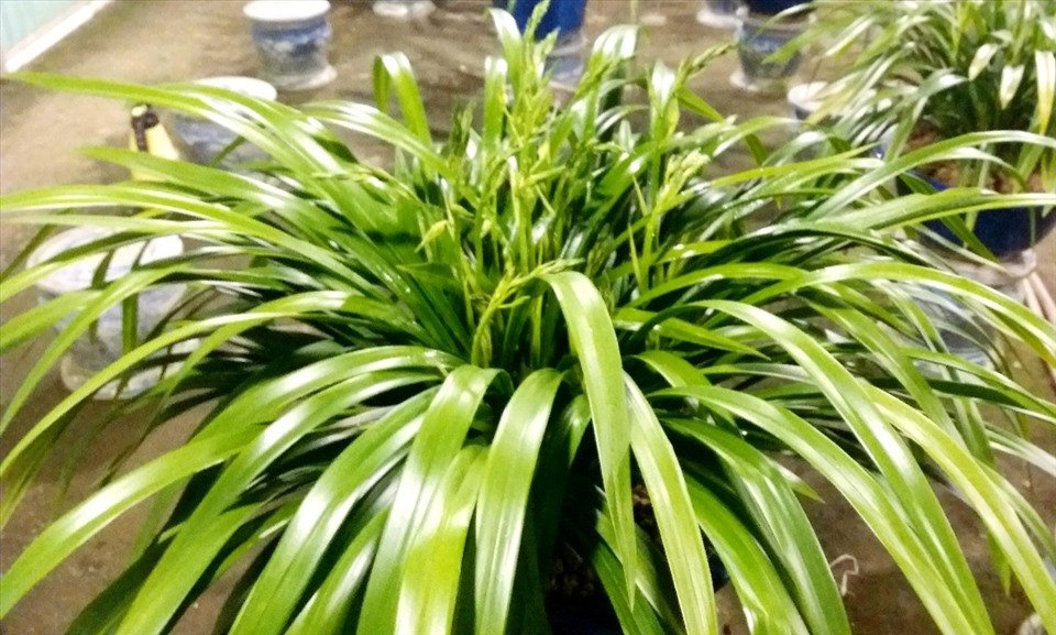 Theo lời giới thiệu của dân sành chơi lan, chúng tôi tìm về thăm vườn địa lan Hoàng Vũ Thành Công của ông Trần Phi Công (63 tuổi) ở thôn Bồi Tây (xã Mỹ Phúc, huyện Mỹ Lộc, tỉnh Nam Định). Ảnh: NVCC