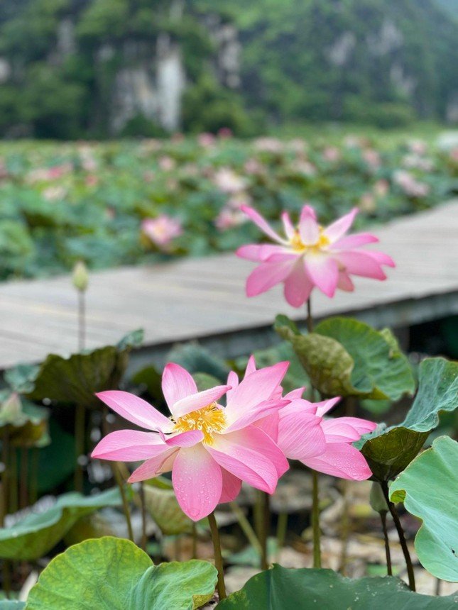 Ai ngờ tháng 8 mà Ninh Bình vẫn có sen nở rộ trái mùa, lên đường ngay thôi nào! - 3