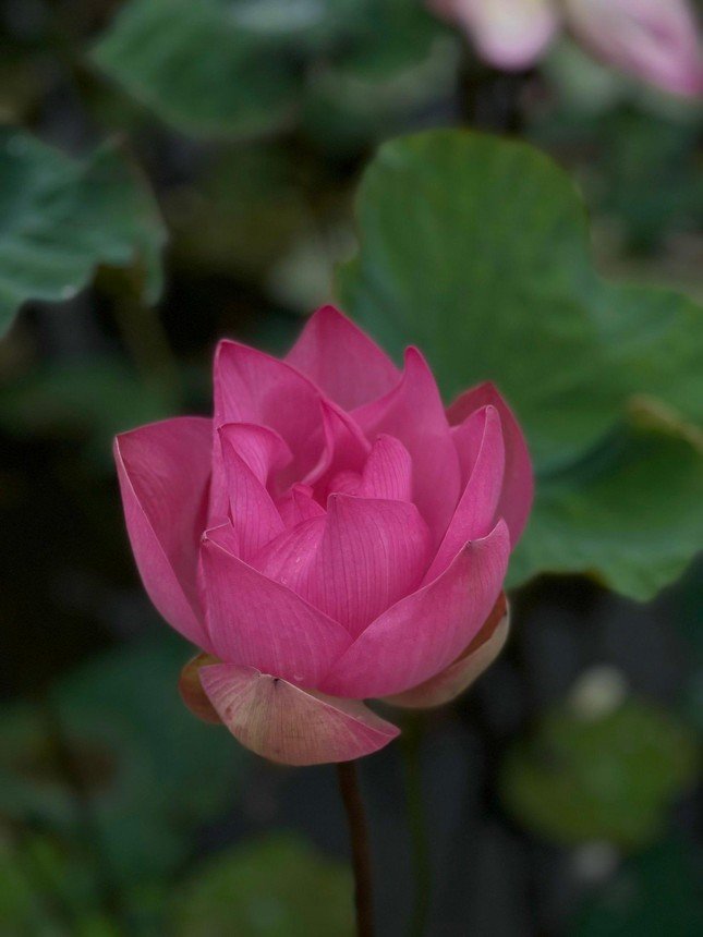 Ai ngờ tháng 8 mà Ninh Bình vẫn có sen nở rộ trái mùa, lên đường ngay thôi nào! - 1