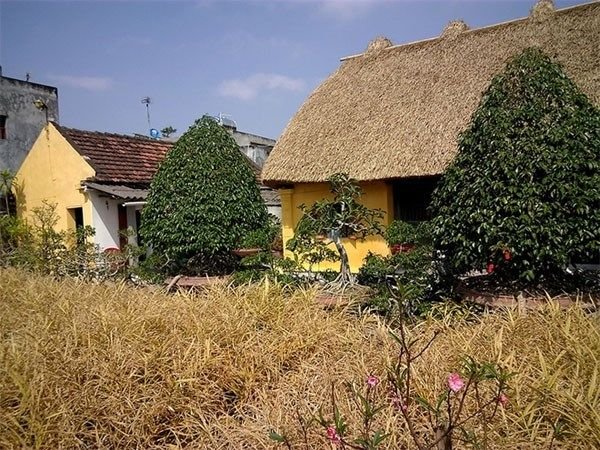 20160330162241 7e10 Những ngôi nhà mái rạ nên thơ ở thủ phủ gạo tám