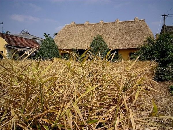 20160330162656 080b Những ngôi nhà mái rạ nên thơ ở thủ phủ gạo tám