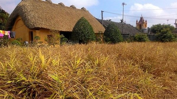 20160330162219 5f48 Những ngôi nhà mái rạ nên thơ ở thủ phủ gạo tám