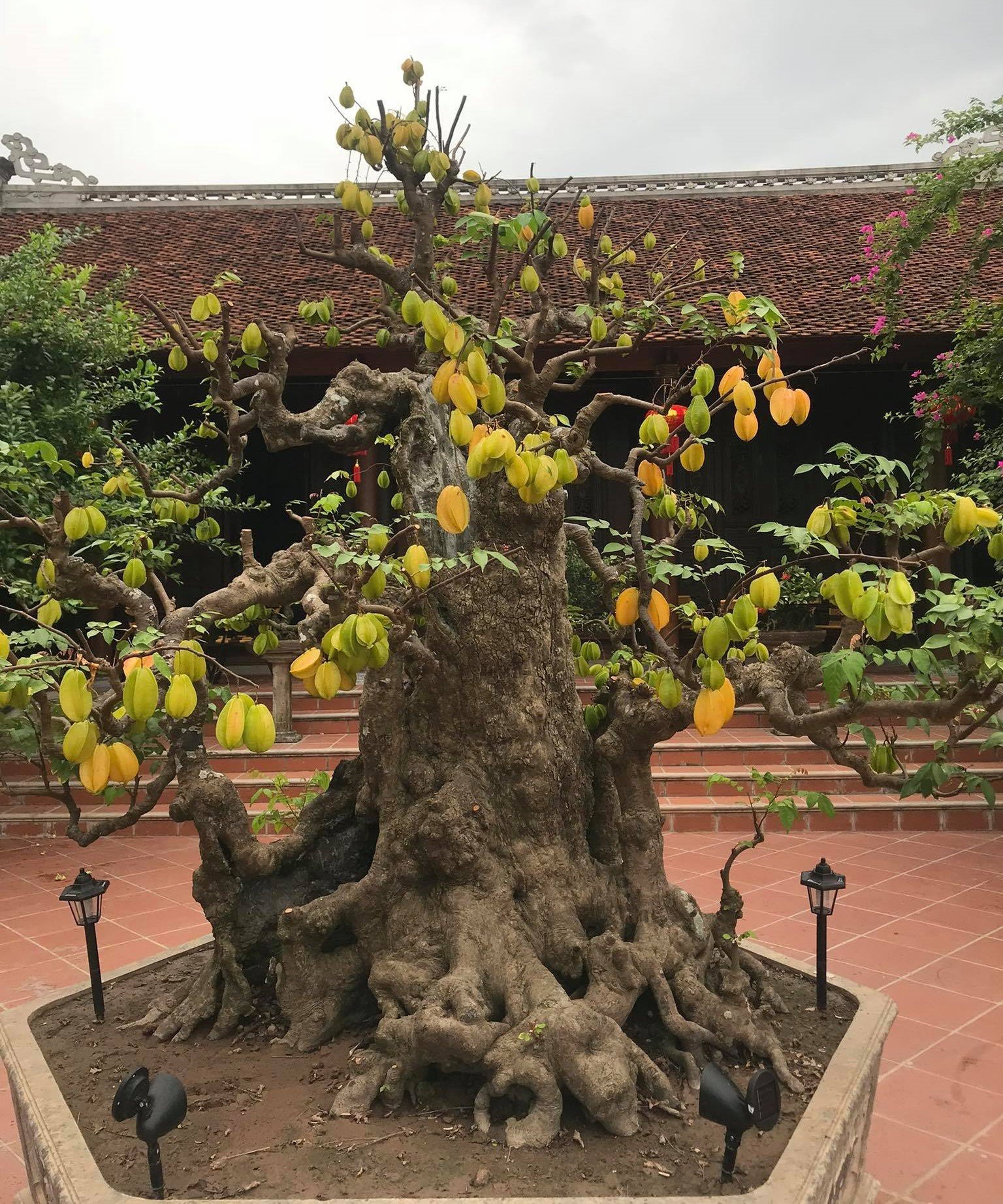 Biệt phủ 1.700m2 toàn cây cảnh bạc tỷ của gia đình ở Nam Định - 7