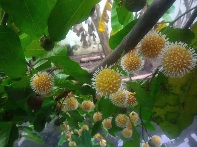 Loại quả đặc sản chỉ có ở Ninh Bình hoặc miền Tây, giá 120.000⁄kg mà luôn \'cháy hàng\' - Ảnh 2. Loại quả đặc sản chỉ có ở Ninh Bình hoặc miền Tây, giá 120.000⁄kg mà luôn \'cháy hàng\' - Ảnh 2.